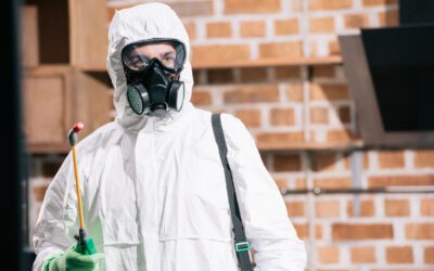 Kammerjäger im Einsatz: Wie läuft eine professionelle Schädlingsbekämpfung ab?