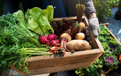 Essbare Oasen: Selbstversorgung mit Kräutern, Obst und Gemüse